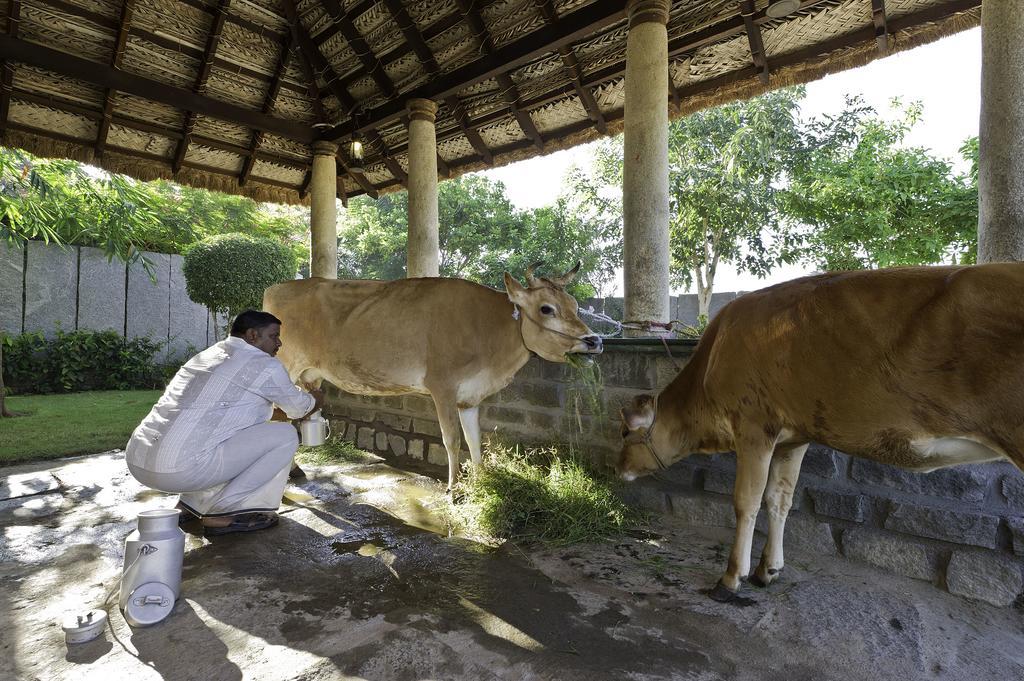 Halez Sparsa Thiruvannamalai Tiruvannamalai